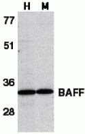 a01257 1 tnfsf13b primary antibodies wb testing 1