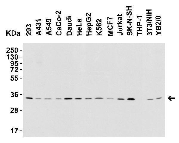 a01257 1 tnfsf13b primary antibodies wb testing 2