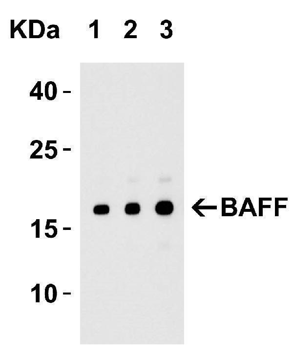 a01257 1 tnfsf13b primary antibodies wb testing 3