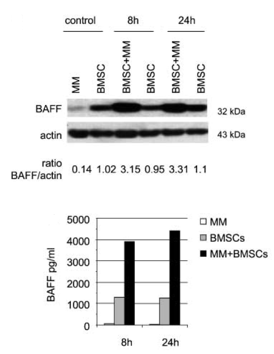 a01257 1 tnfsf13b primary antibodies wb testing 6