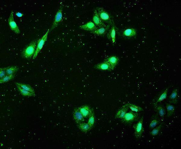 a01258 1 fhl primary antibodies if testing 4_1