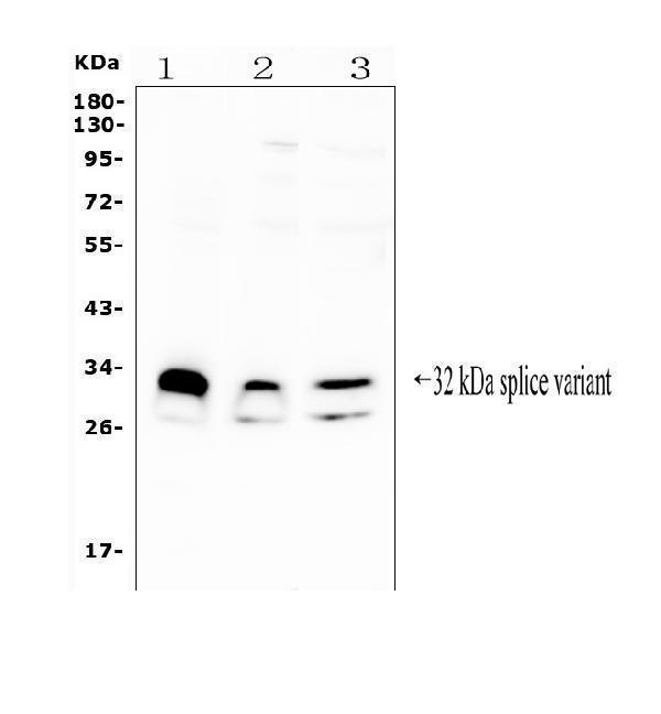 a01258 1 fhl primary antibodies wb testing 1_1