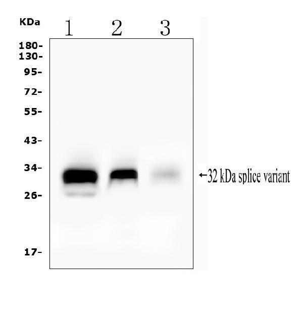 a01258 2 fhl primary antibodies wb testing 1_1