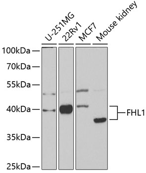 a01258 fhl1 primary antiboties wb testing 1
