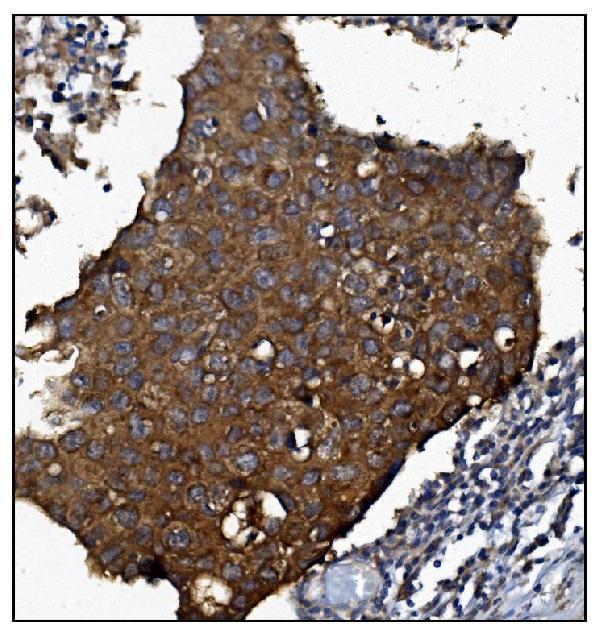 a01259 1 kcnq2 primary antibodies ihc testing 2