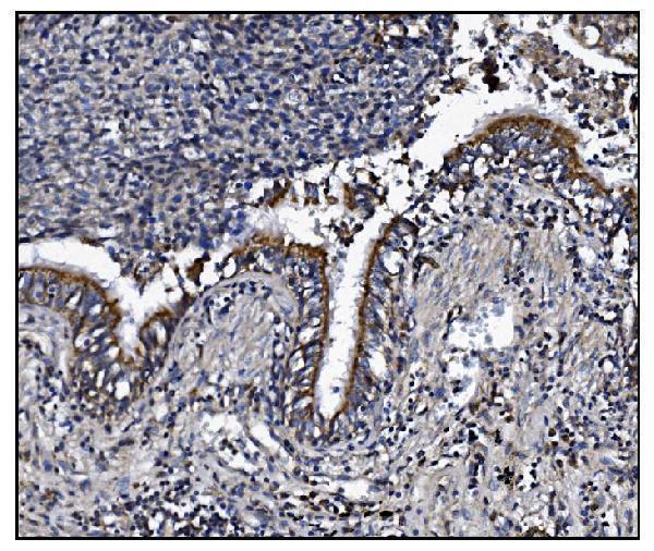 a01259 1 kcnq2 primary antibodies ihc testing 3