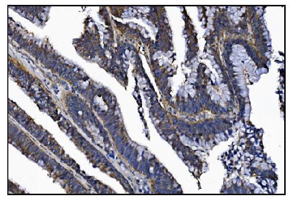 a01259 1 kcnq2 primary antibodies ihc testing 4