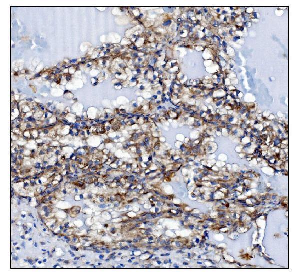 a01259 1 kcnq2 primary antibodies ihc testing 5