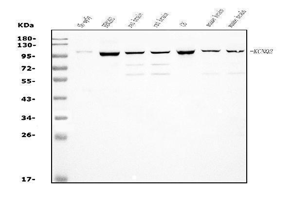 a01259 1 kcnq2 primary antibodies wb testing 1