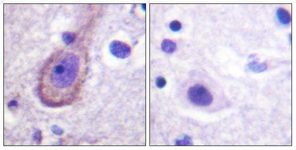 Immunohistochemistry analysis of paraffin-embedded human brain, using Kv7