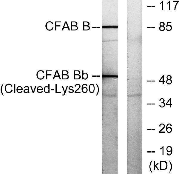 a01260 cfb primary antibodies wb testing 1