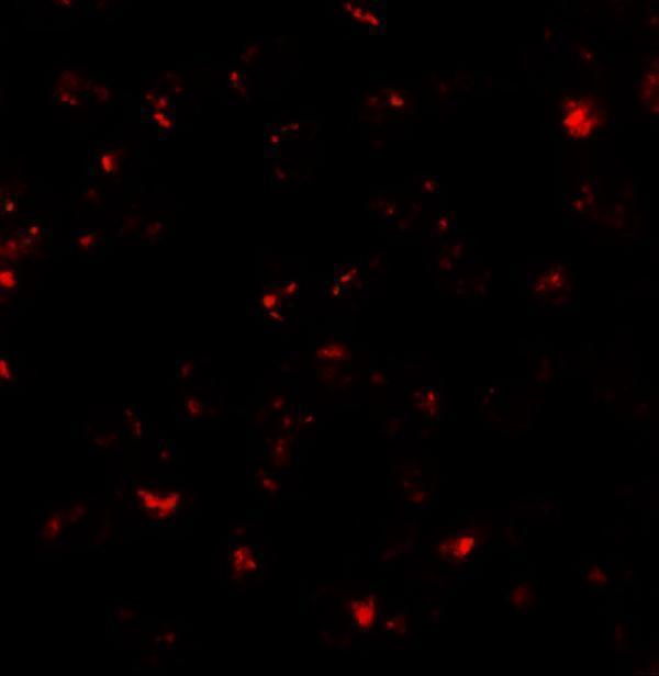 Immunofluorescence of SDHD in EL4 cells with SDHD antibody at 20 μg/mL