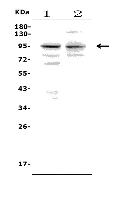 a01262 2 pmel primary antibodies wb testing 1