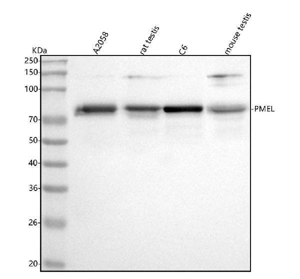 A01262-3 · PMEL — observed 70.3 kDa WB validation