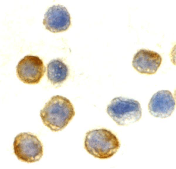 Immunocytochemistry of beta-actin in HeLa cells with beta-actin antibody at 10 μg/mL