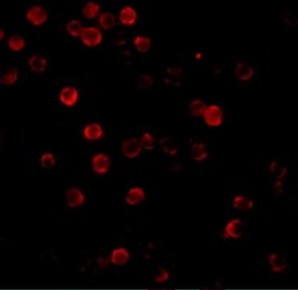 Immunofluorescence of Beta-actin in HeLa cells with Beta-actin antibody at 20 μg/mL