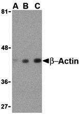 Western blot analysis of beta-actin in HeLa cell lysate with beta-actin antibody at (A) 0