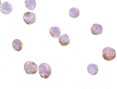 a01263 2 actb primary antibodies icc testing 2