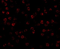 a01263 2 actb primary antibodies if testing 3