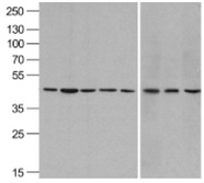 a01263 2 actb primary antibodies wb testing 1