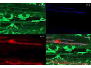 a01263 beta actin primary antibodies ihc testing 1_1