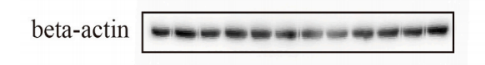 a01263 beta actin primary antibodies wb testing 1
