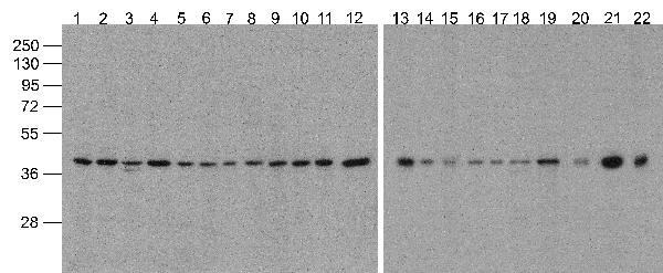 a01263 biotin actb primary antibodies wb testing 1