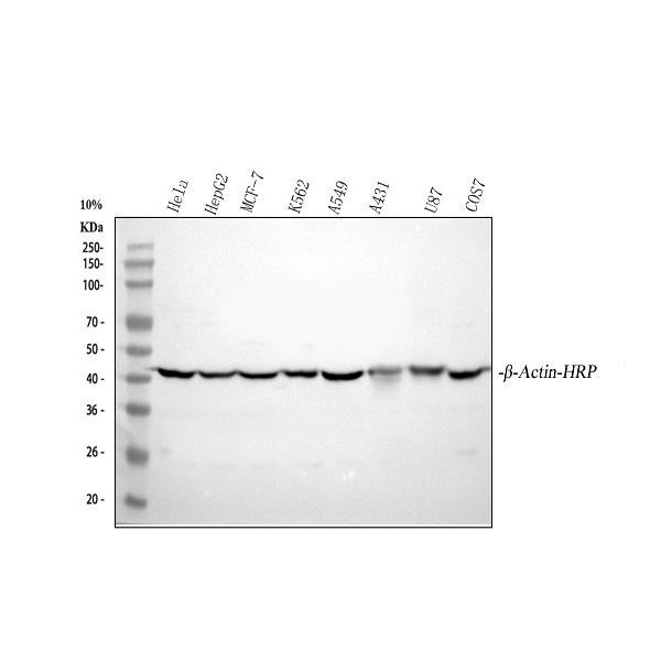  Western blot analysis of beta-Actin using anti-beta-Actin antibody (A01263-HRP)