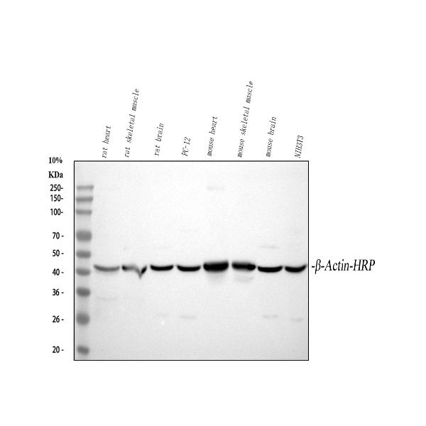  Western blot analysis of beta-Actin using anti-beta-Actin antibody (A01263-HRP)