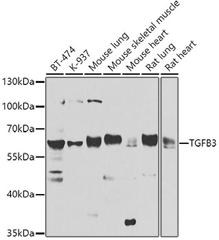 a01264 1 tgfb3 primary antiboties wb testing 1
