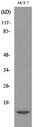 a01267 1 dbi primary antibodies wb testing 1