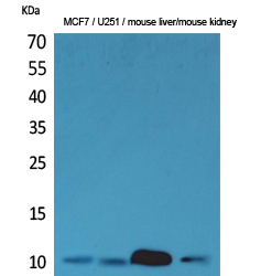 a01267 1 dbi primary antibodies wb testing 2