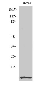 Western Blot analysis of various cells using ACBP Polyclonal Antibody