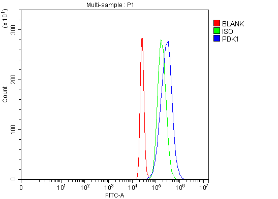  Flow Cytometry analysis of 293T cells using anti-PDK1 antibody (A01268-3)