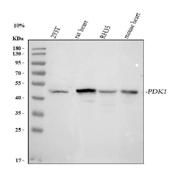  Western blot analysis of PDK1 using anti-PDK1 antibody (A01268-3)