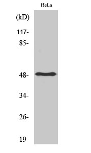 Western Blot analysis of Hela cells using PDK1 Polyclonal Antibody