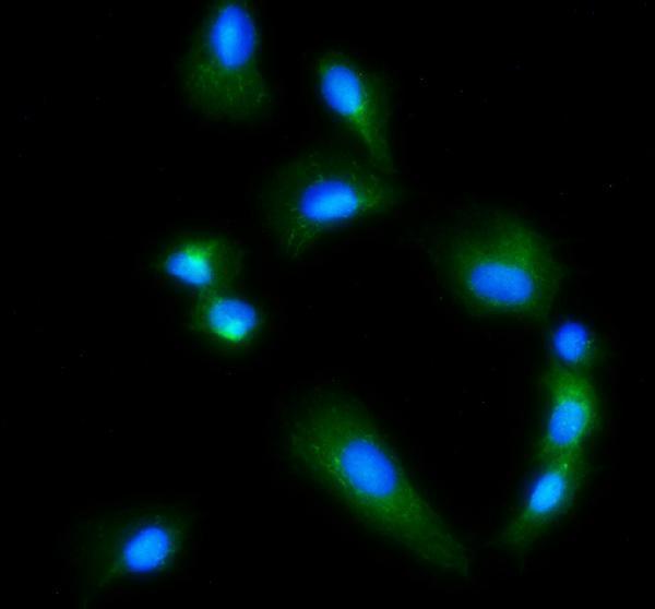 a01272 2 gls primary antibodies if testing 7_1