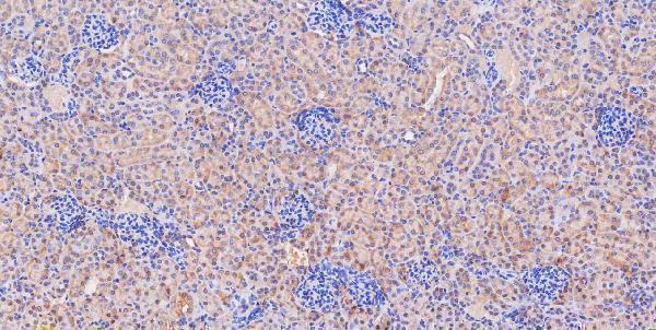 a01272 2 gls primary antibodies ihc testing 6