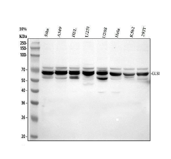 Western blot analysis of Glutaminase/GLS using anti-Glutaminase/GLS antibody (A01272-2)