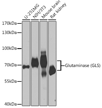 Western blot analysis of extracts of various cell lines, using Glutaminase ) antibody  at 1:1000 dilution