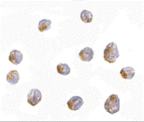 a01273 pafah1b1 primary antibodies icc testing 2