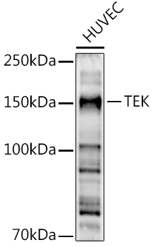 Western blot analysis of extracts of HUVEC cells, using TEK  antibody  at 1:500 dilution