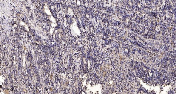 a01274y992 tek primary antibodies ihc testing 1