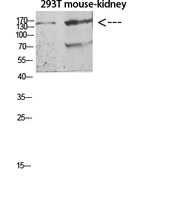 Western blot analysis of 293T and mouse kidney lysate, antibody was diluted at 500