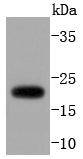 Western blot analysis of ARF1 on NIH/3T3 cells lysates using anti-ARF1 antibody at 1/1,000 dilution