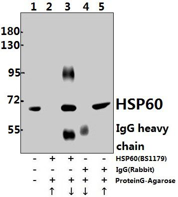 Immunoprecipitation of L02 cell lysate using HSP60 (T547) pAb (Sepharose Bead Conjugate) #BD0048(lane 2 and lane 3) and Nonspecific IgG  Control (Sepharose Bead Conjugate)#BD0047 (lane 4 and lane 5) 