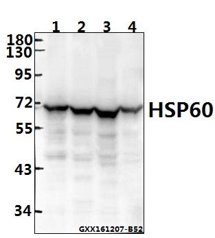 Western blot (WB) analysis of HSP60 (T547) polyclonal antibody at 1:500 dilution
Lane1:A549 whole cell lysate(40ug)
Lane2:L02 whole cell lysate(40ug)
Lane3:AML-12 whole cell lysate(40ug)
Lane4:C6 whole cell lysate(40ug)