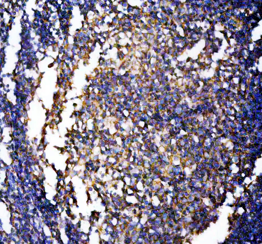 a01281 2 tapa1 primary antibodies ihc testing 1