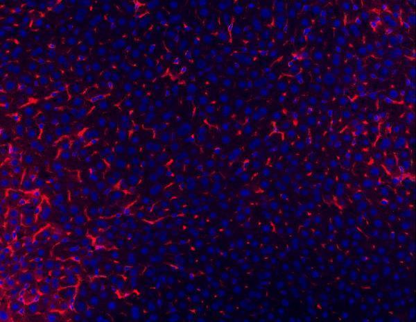 a01281 3 tapa1 primary antibodies if testing 3