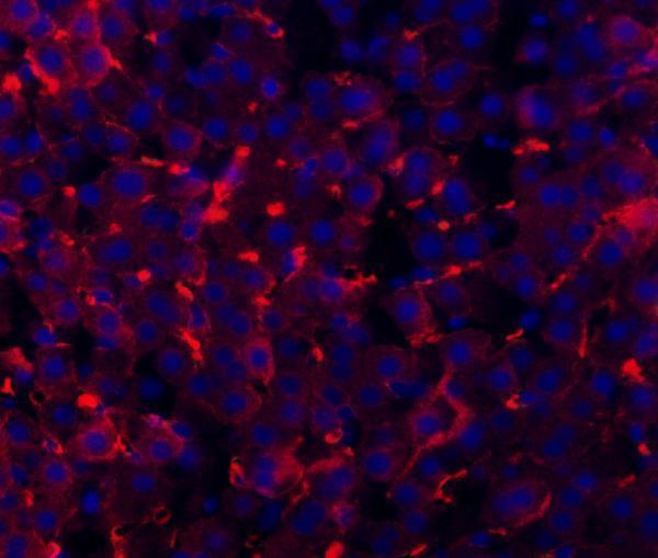 a01281 3 tapa1 primary antibodies if testing 4
